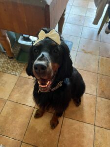 Raven - Adoptable Gordon Setter