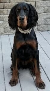 Jazz - Adoptable Gordon Setter 